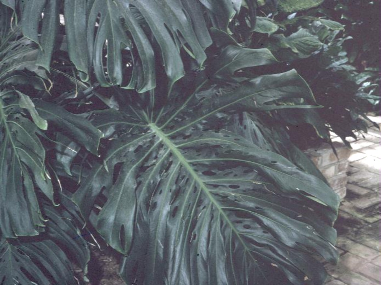 Monstera deliciosa  / Cut-Leaf Philodendron