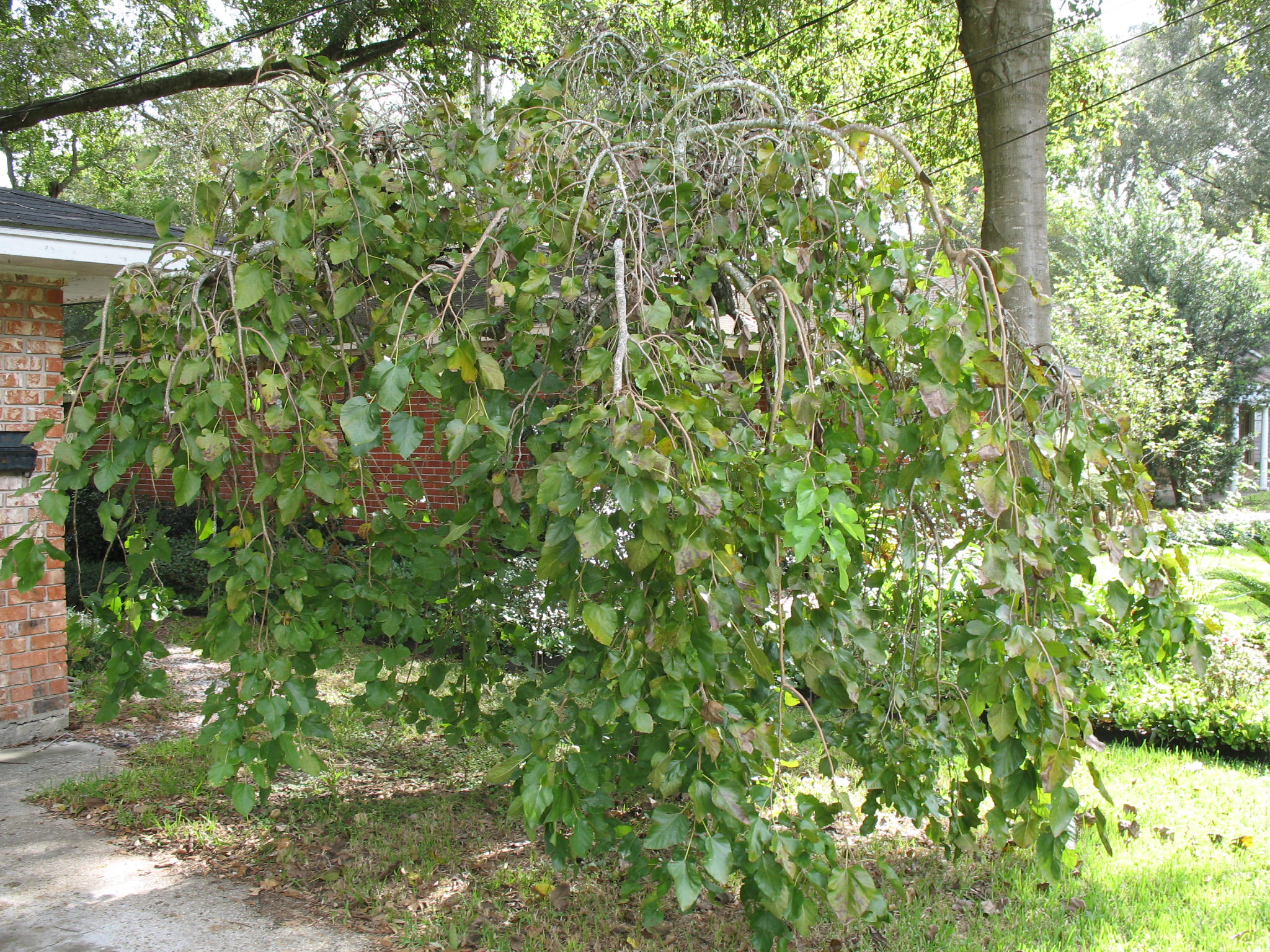 Morus alba 'Chaparral'  / Chaparral White Mulberry