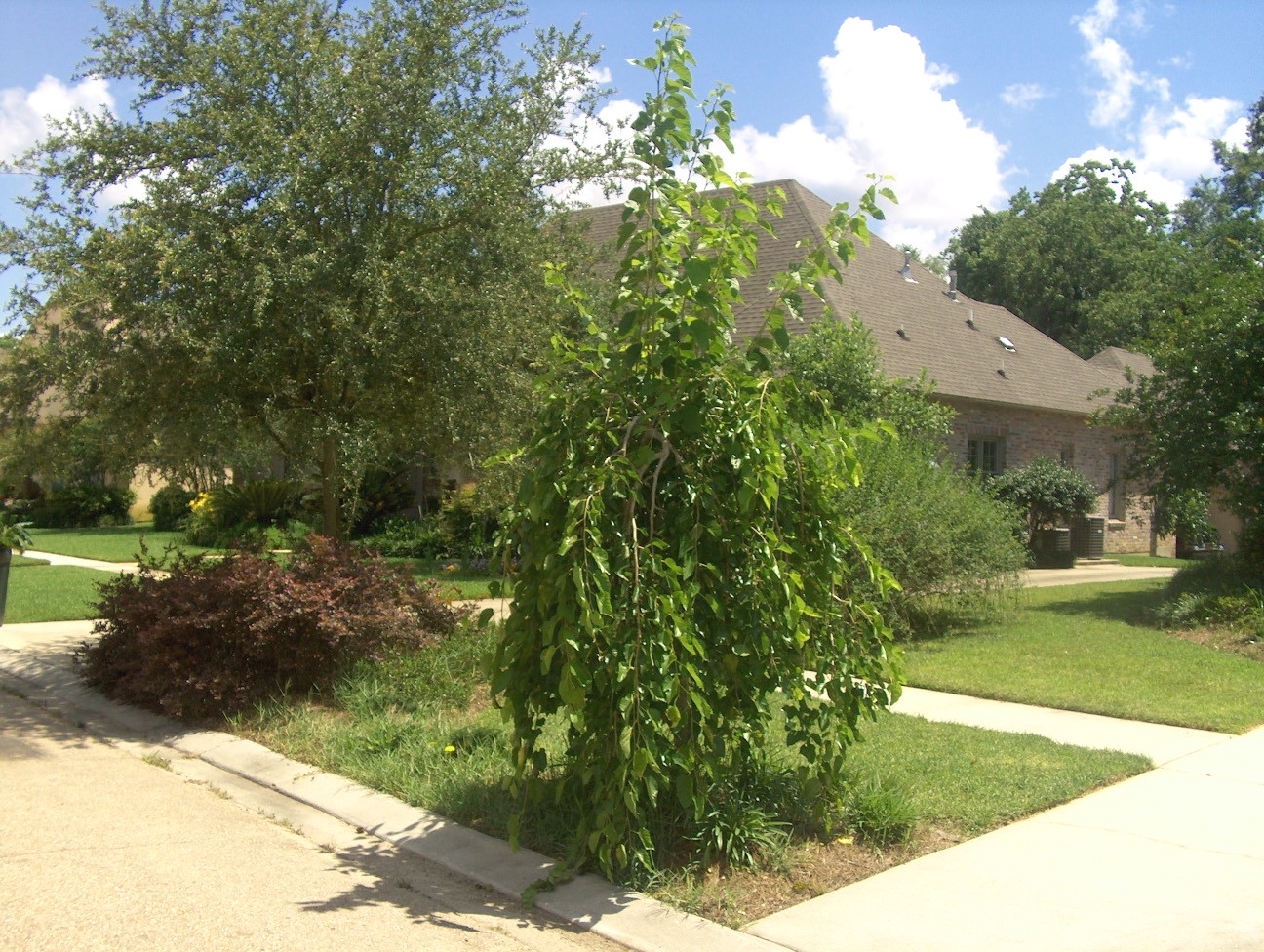 Morus alba 'Pendula'  / Weeping Mulberry