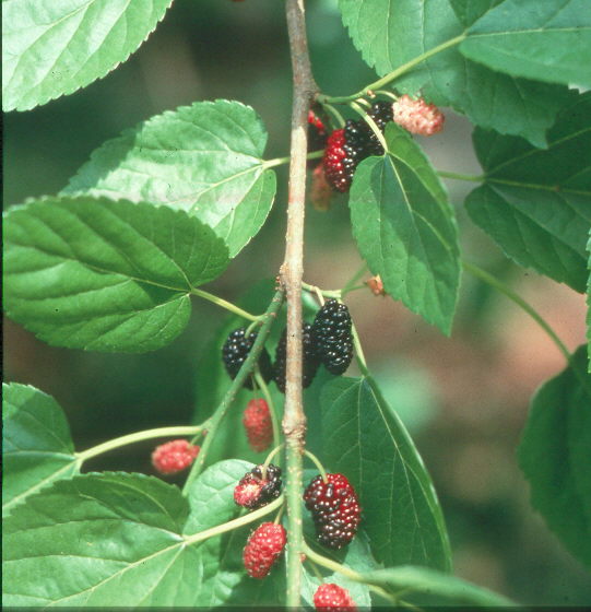 Morus rubra  / Red Mulberry