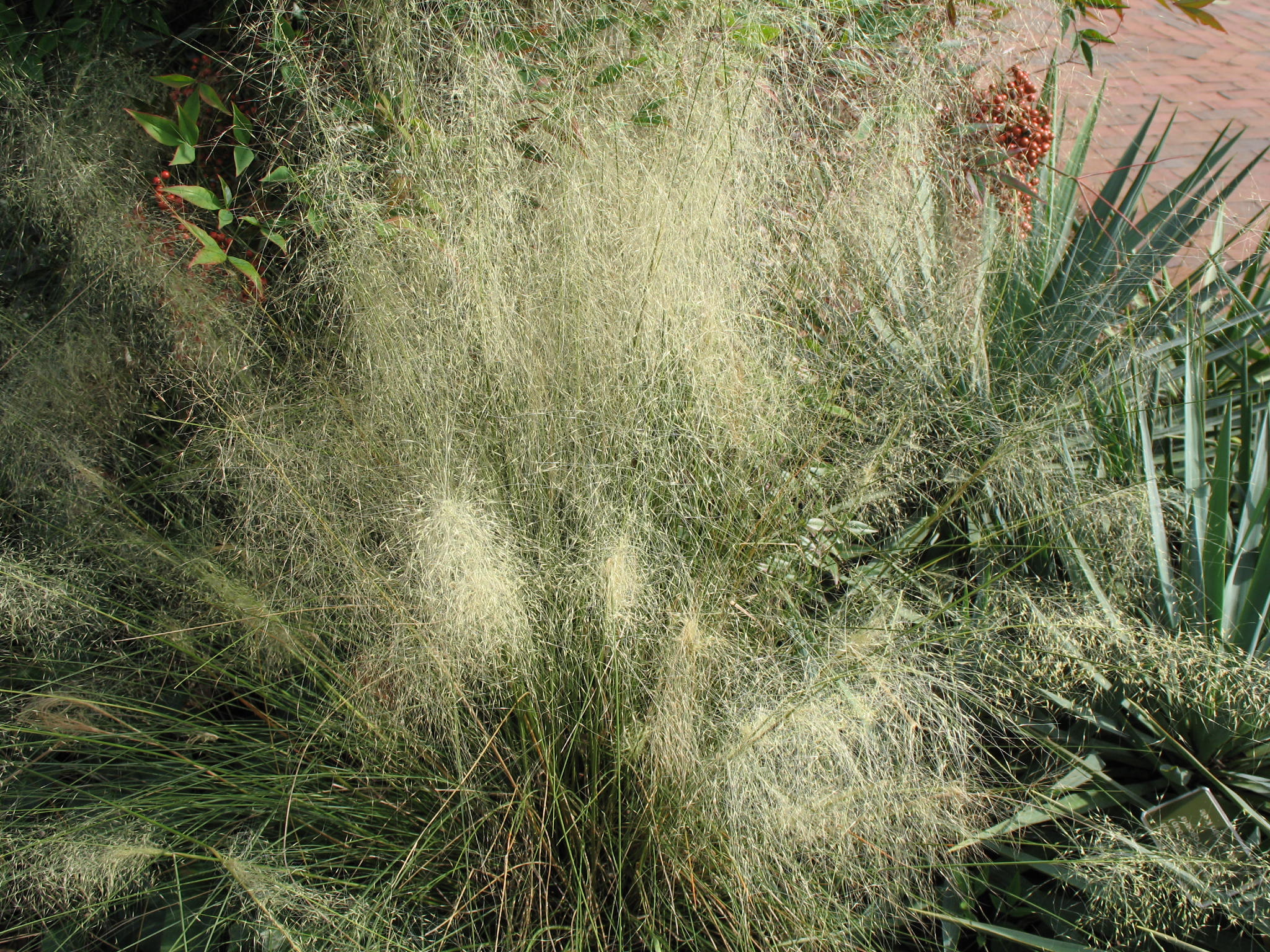 Muhlenbergia capillaris 'White Cloud' / White Cloud Muhly Grass