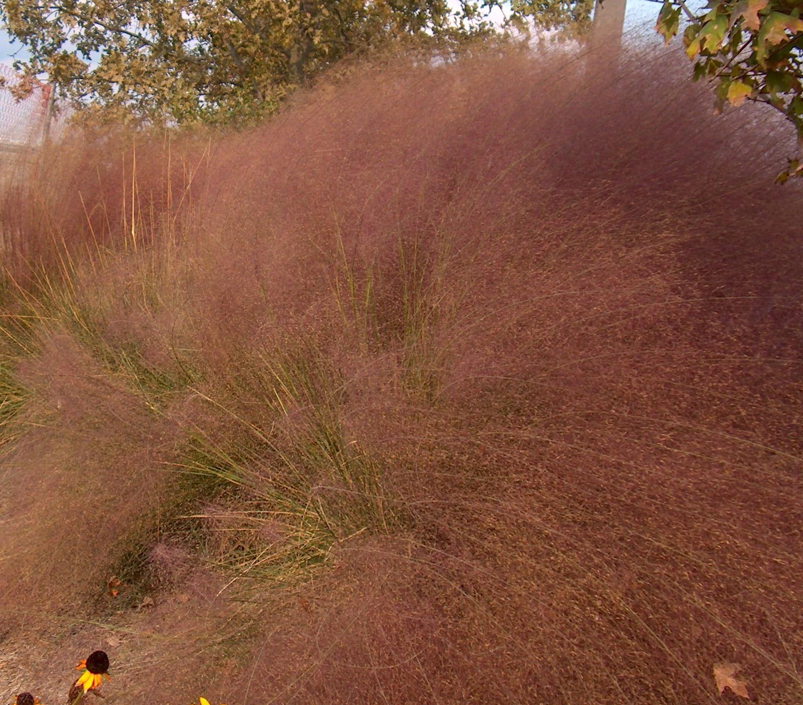 Muhlenbergia capillaris  / Pink Muhly Grass