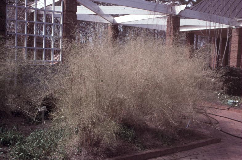 Muhlenbergia dumosa  / Bamboo Muhly Grass