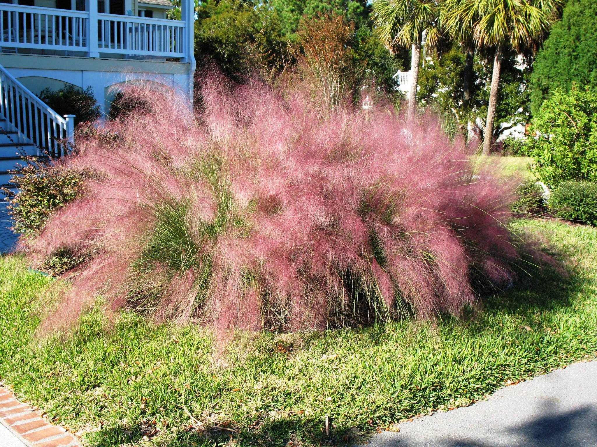 Muhlenbergia species  / Muhlenbergia species 