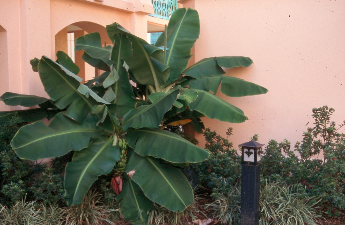 Musa acuminata 'Dwarf Cavendish'  / Dwarf Cavendish Banana