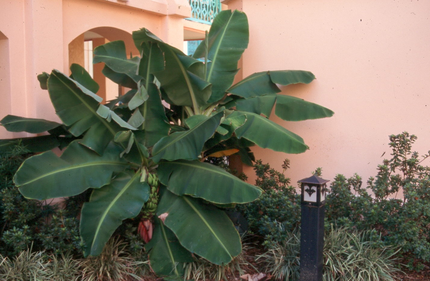 Musa acuminata 'Dwarf Cavendish'  / Musa acuminata 'Dwarf Cavendish' 