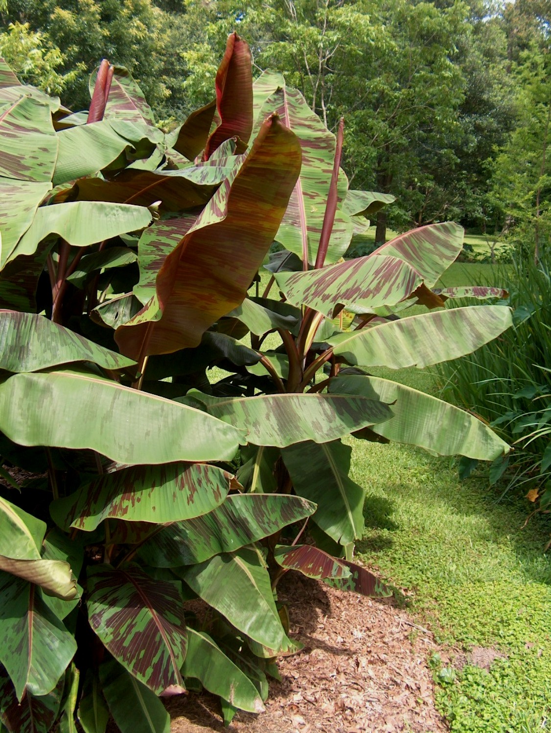 Musa acuminata 'Sumatrana'  / Sumatrana Banana