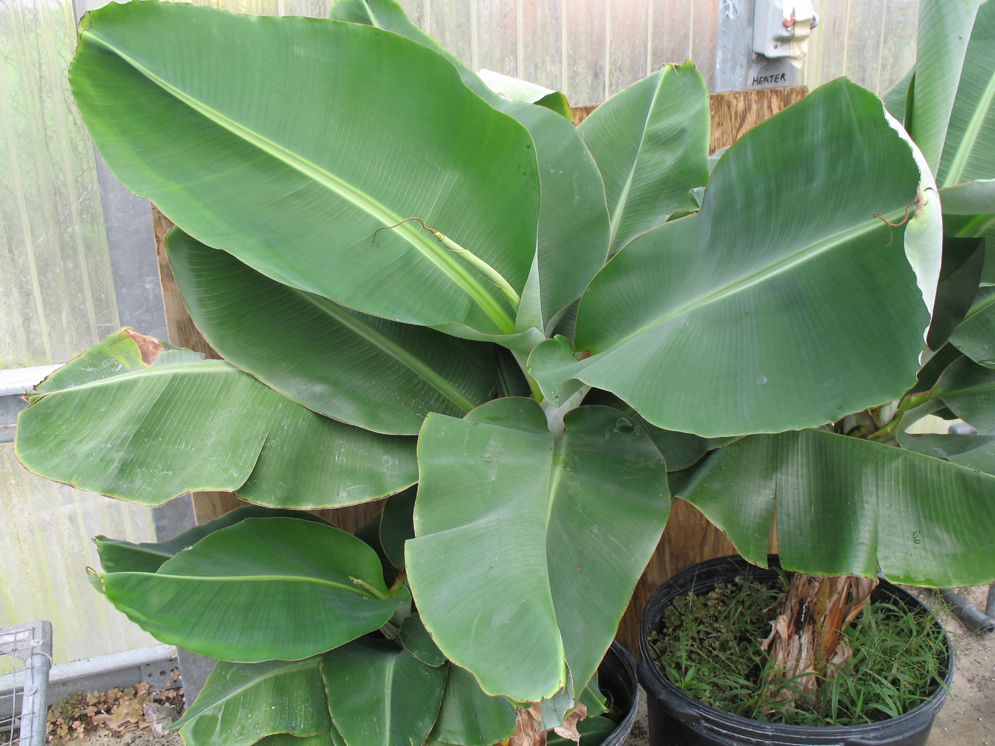 Musa acuminata  / Musa acuminata 