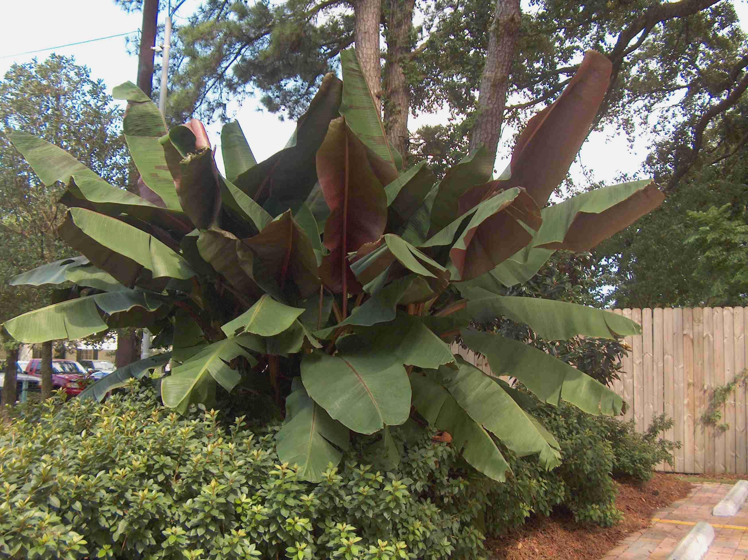 Musa ensete  / Musa ensete 