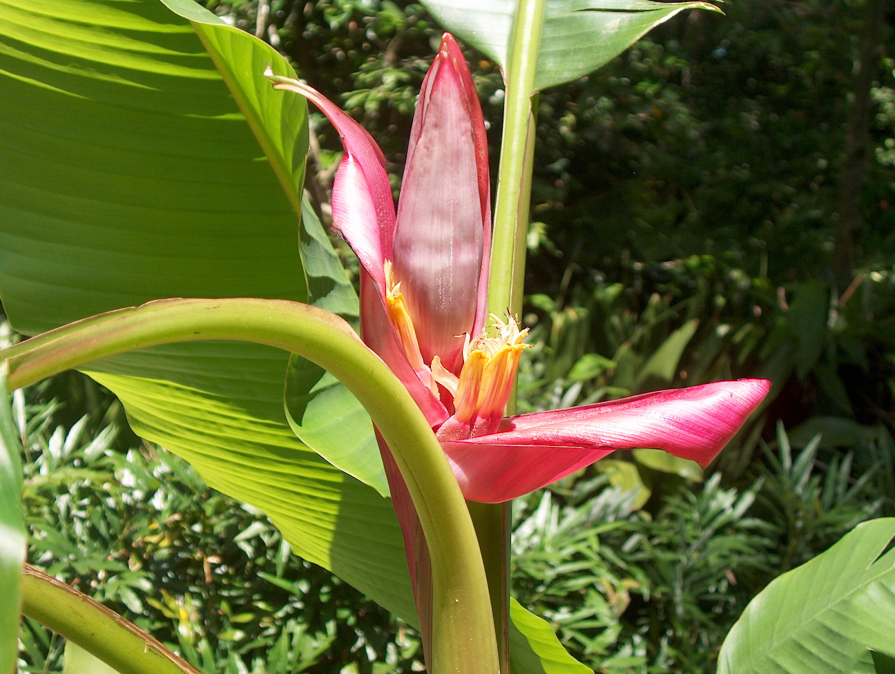 Musa ornata  / Rose Banana