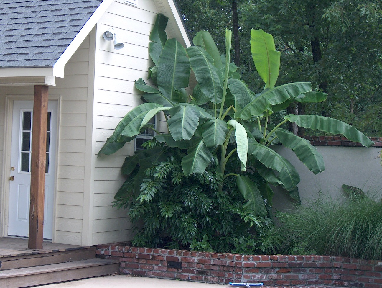 Musa x paradisiaca  / Common Banana