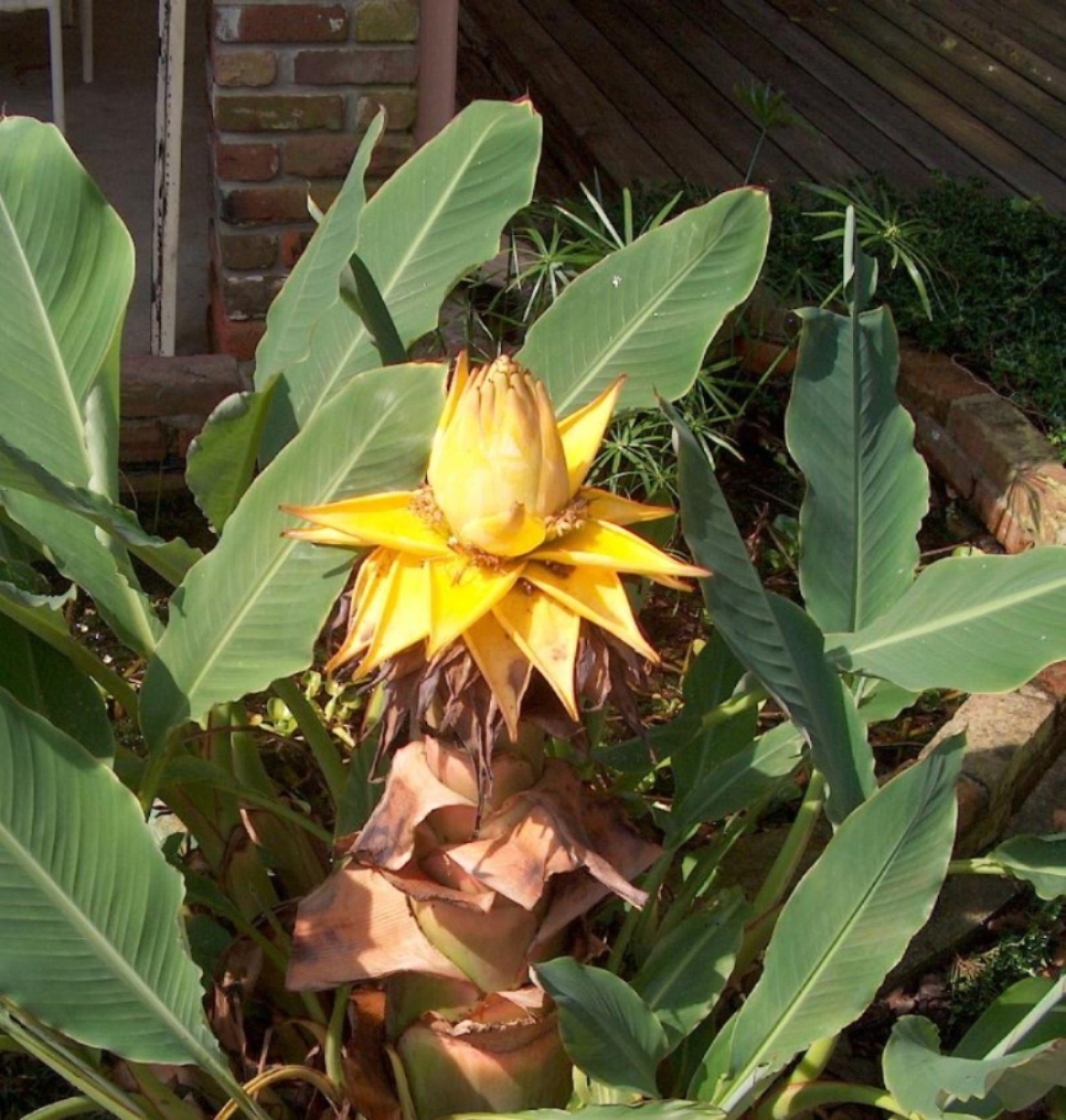 Musella lasiocarpa  / Chinese Yellow Banana