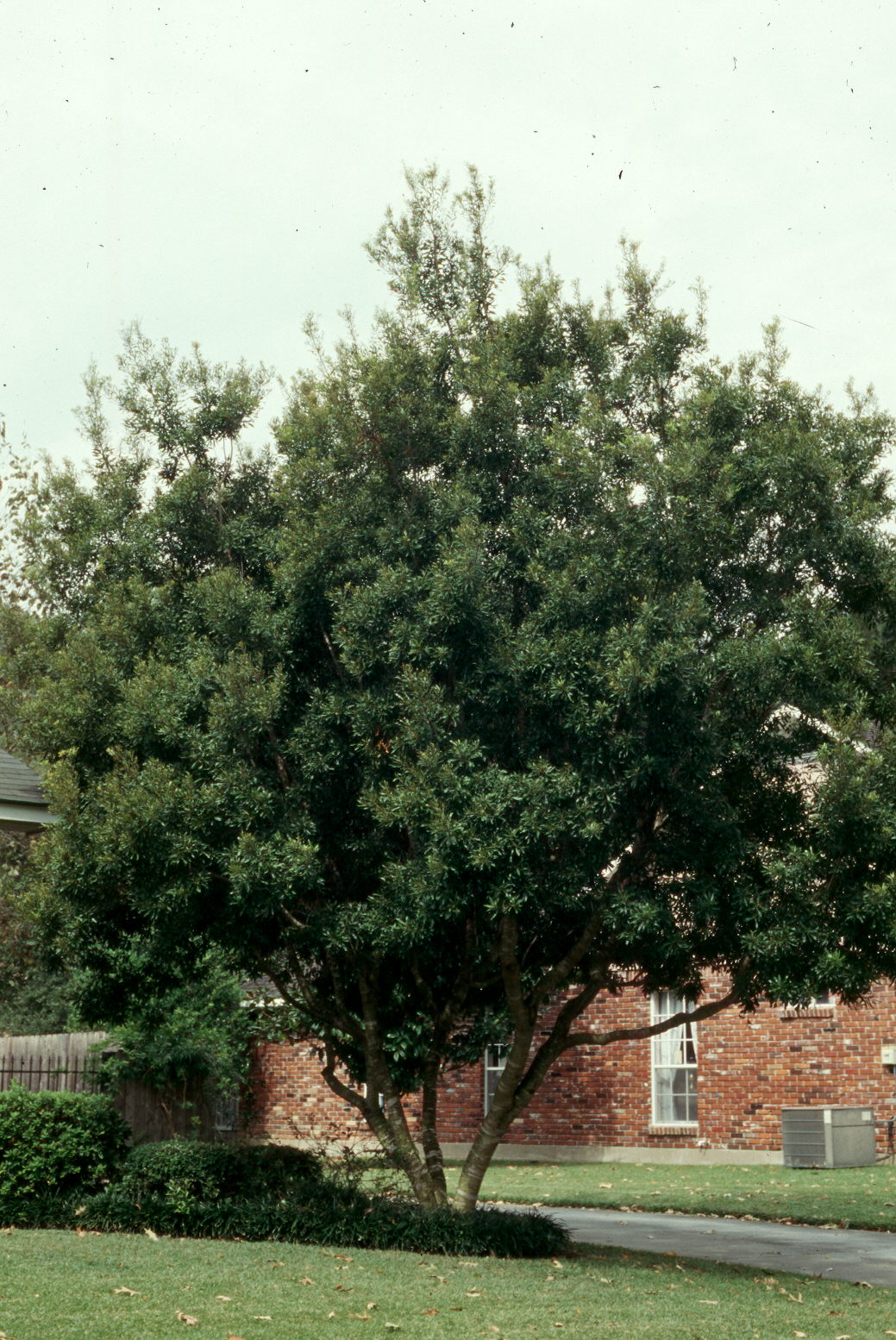 Myrica cerifera  / Myrica cerifera 