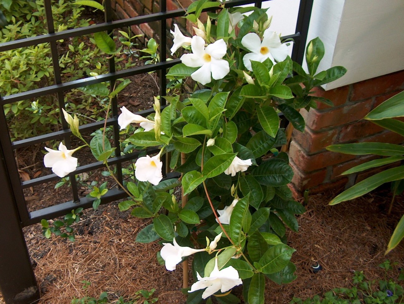 Mandevilla boliviensis  / White Mandevilla