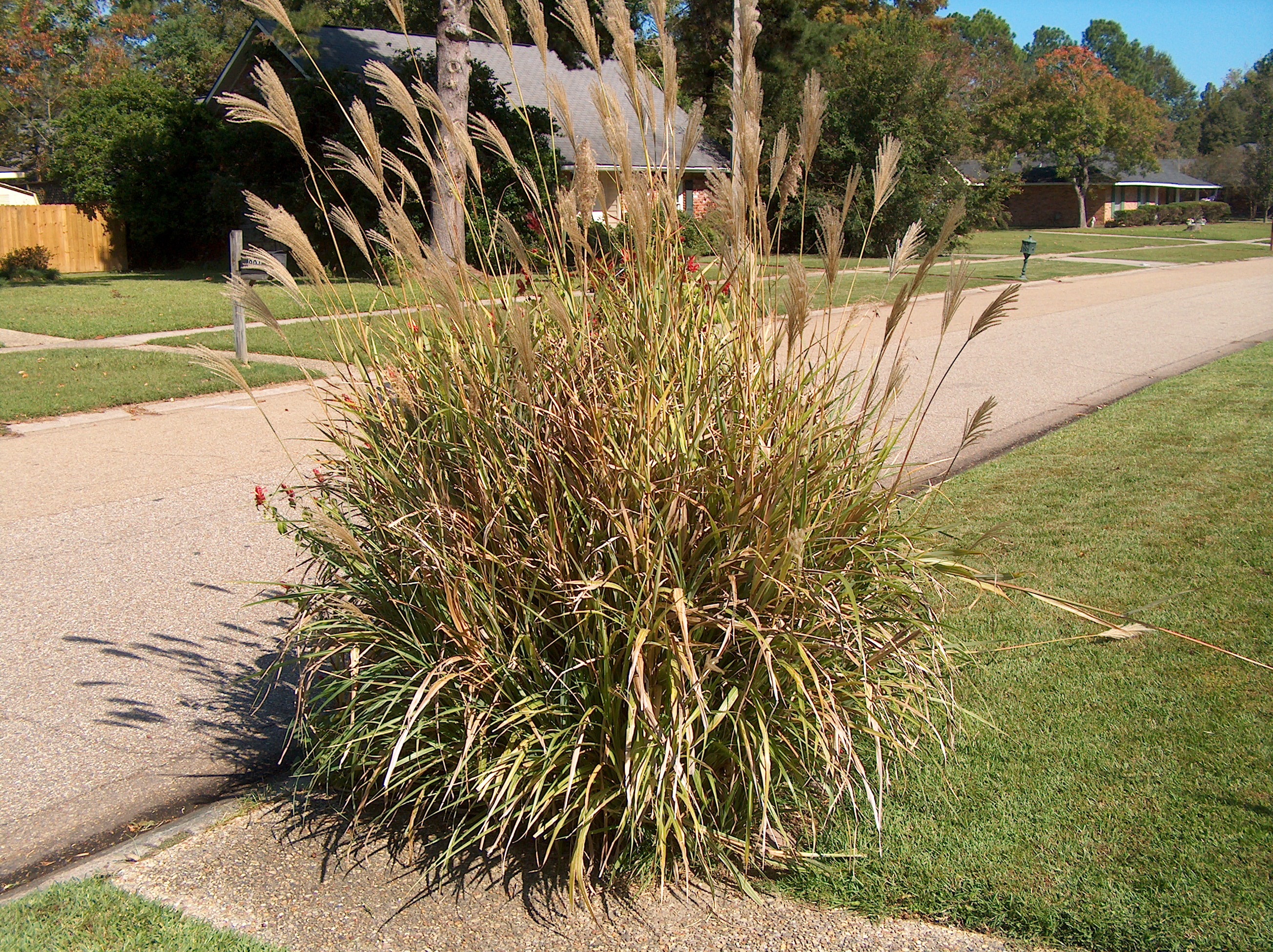 Miscanthus sinensis 'Variegatus'  / Variegated Eulalia Grass