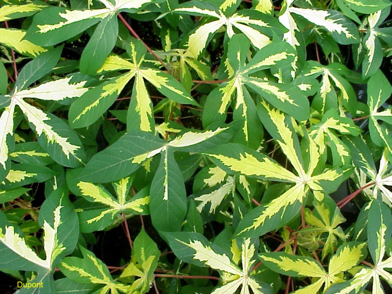 Manihot esculenta ‘Variegata’  / Variegated Cassava