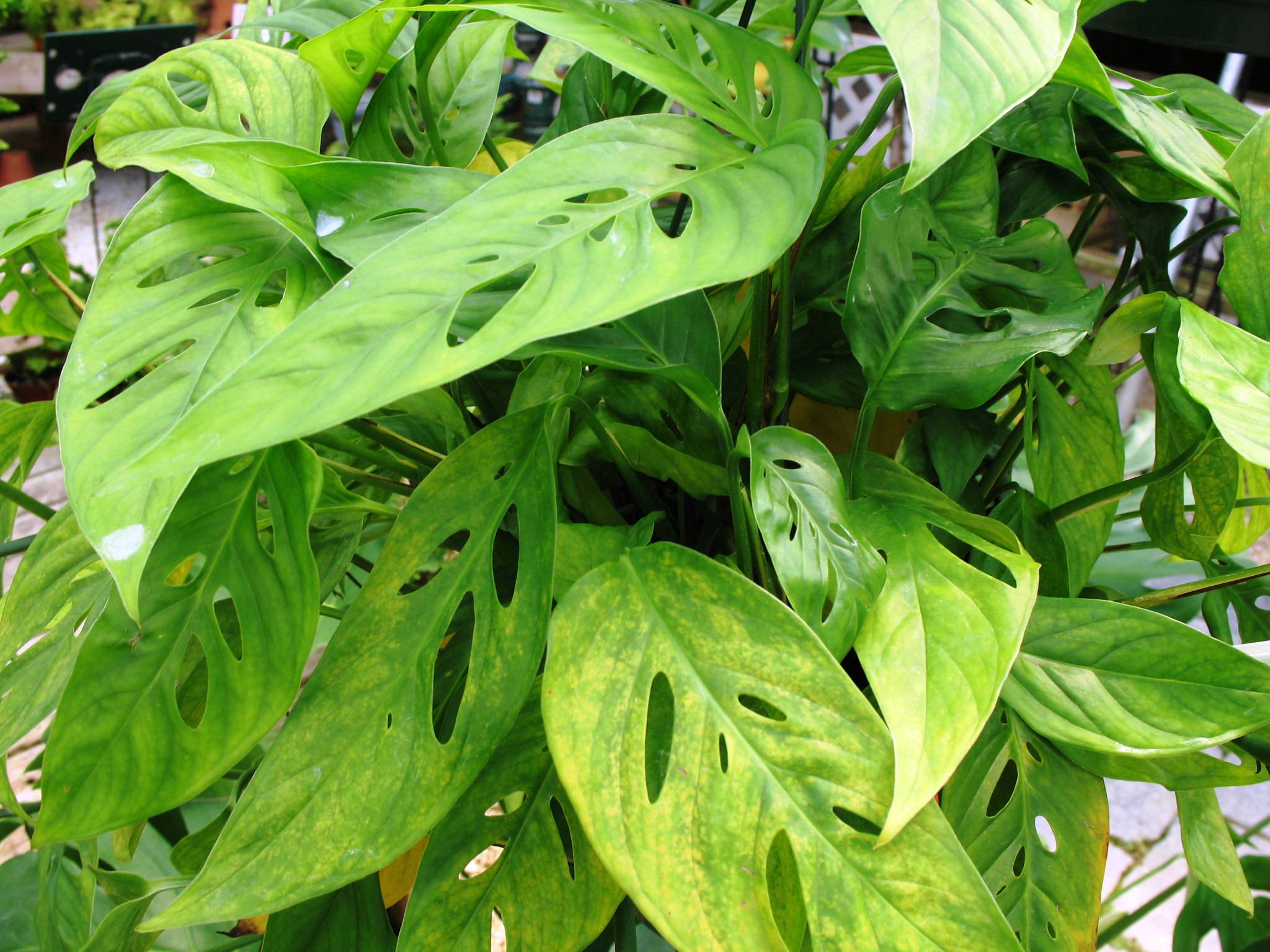 Monstera obliqua 'Leichtlinii'  / Swiss Cheese Vine