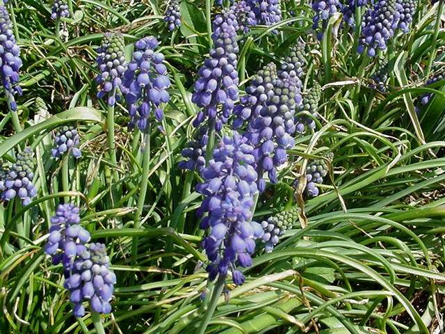 Muscari armeniacum  / Grape Hyacinths