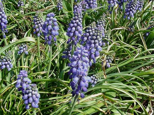 Muscari armeniacum  / Muscari armeniacum 