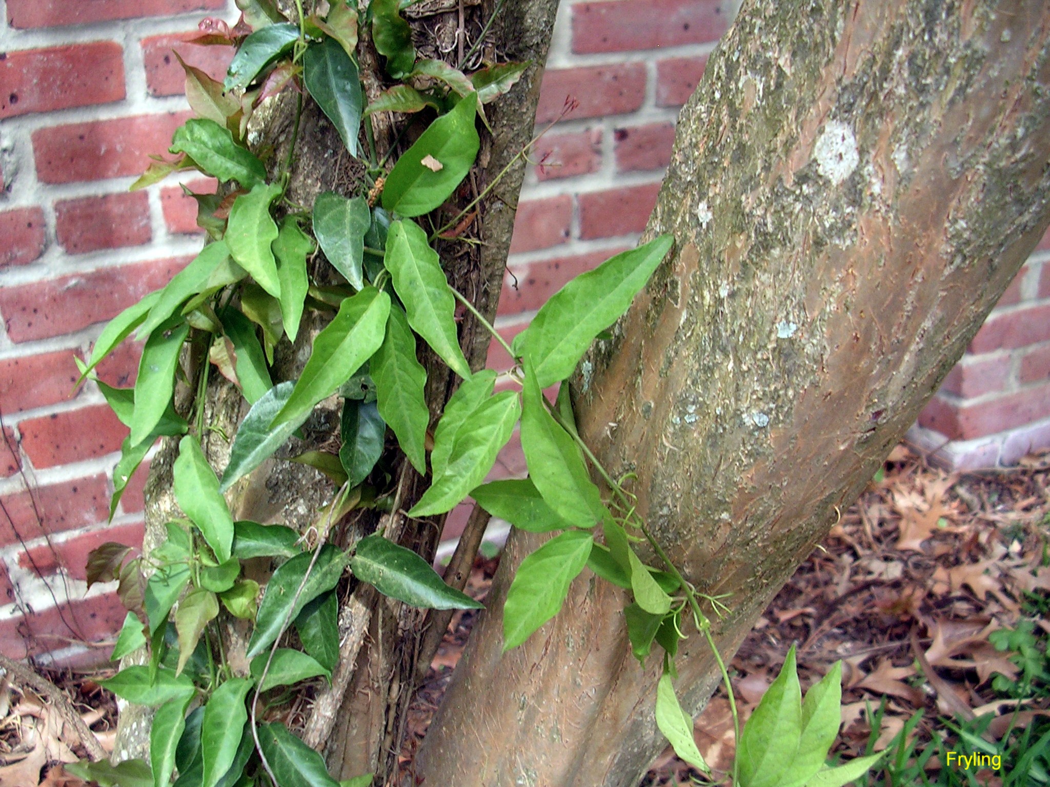 Macfadyena unguis-cati  / Cat's Claw Vine