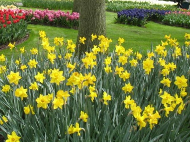 Large cup daffodil           http://onlineplantguide.com/OnlinePlantGuideViewPicture.aspx?id=10313