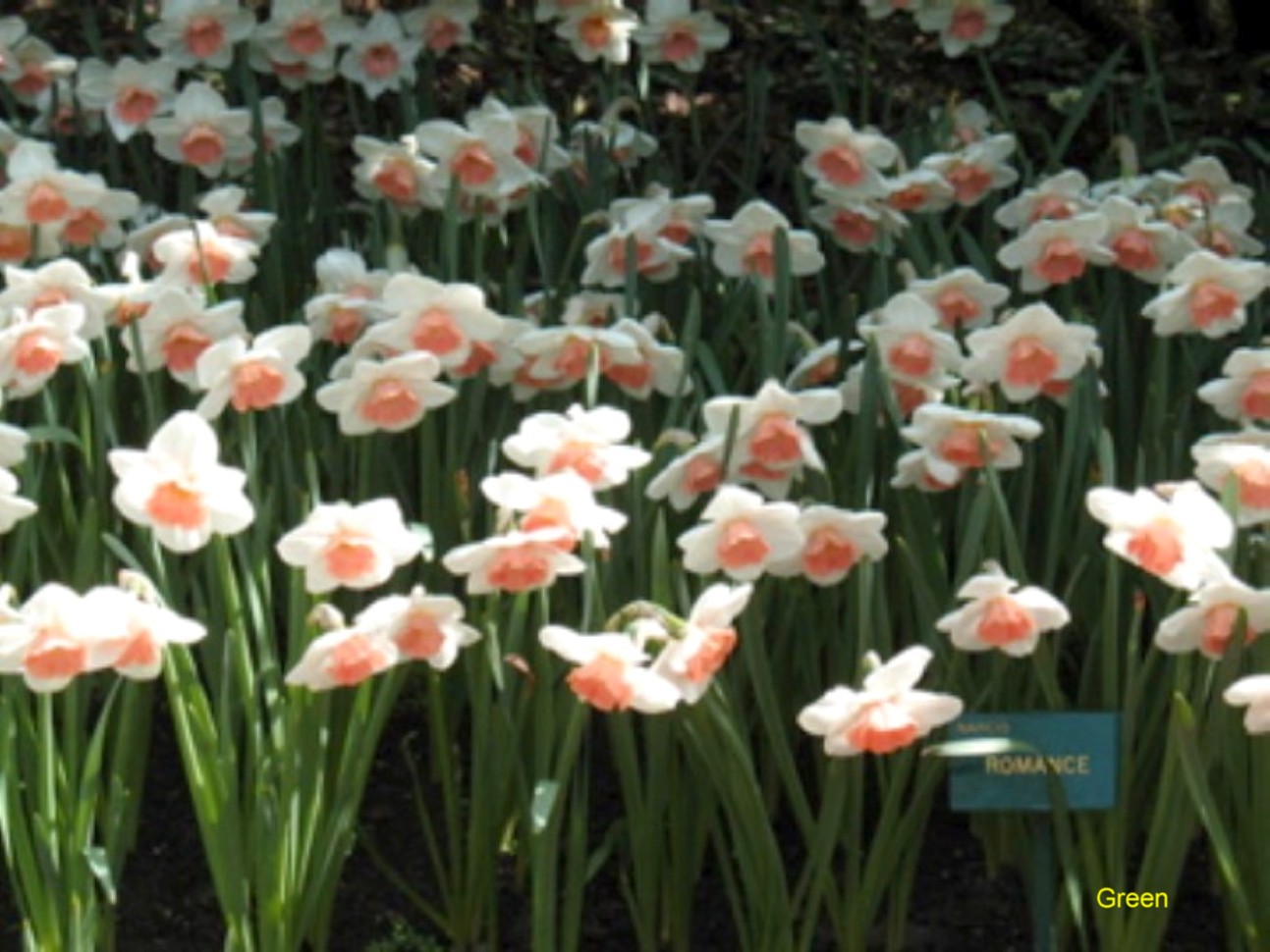 Romance, a bicolored variety       http://onlineplantguide.com/OnlinePlantGuideViewPicture.aspx?id=10319 