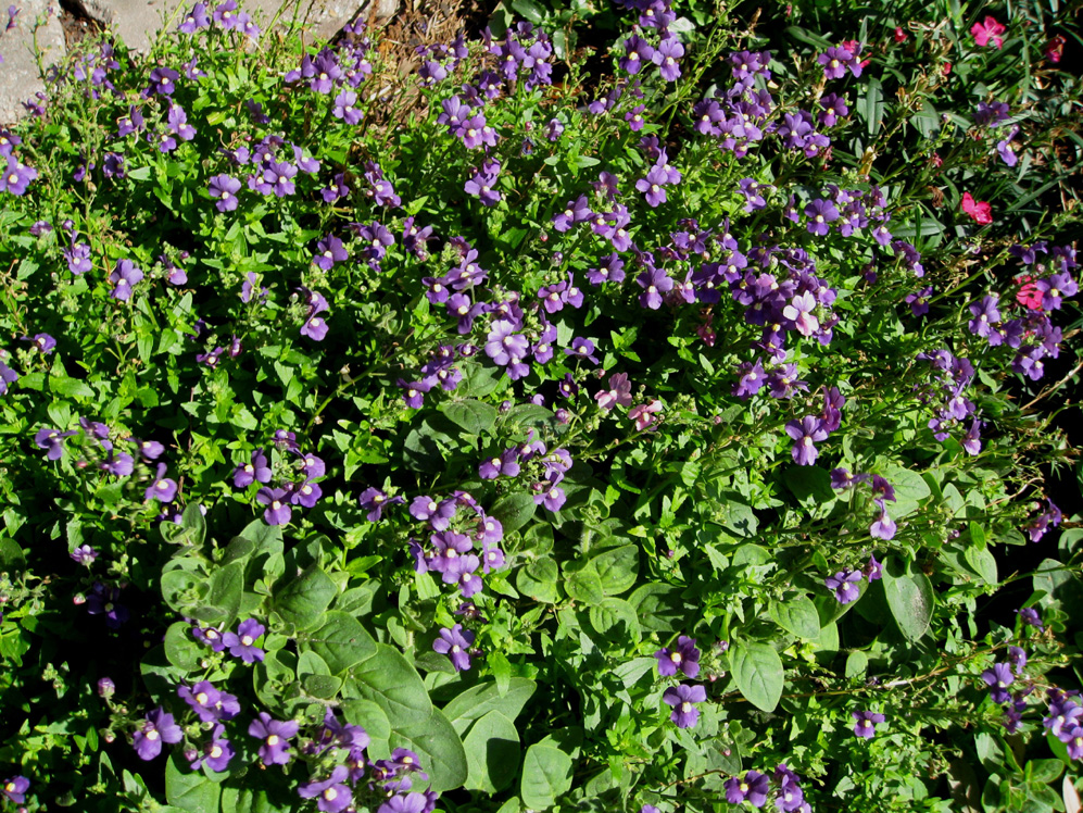 Nemesia fruiticans 'Blue Bird' / Nemesia fruiticans 'Blue Bird'