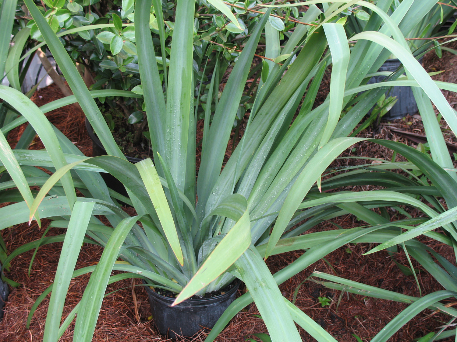 Neomarica caerulea 'Regina'  / Neomarica caerulea 'Regina' 