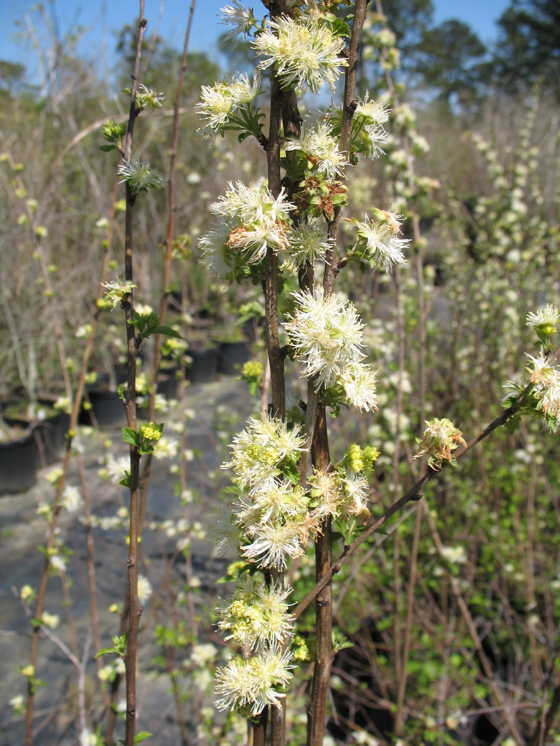 Neviusia alabamensis / Alabama Snow Wreath