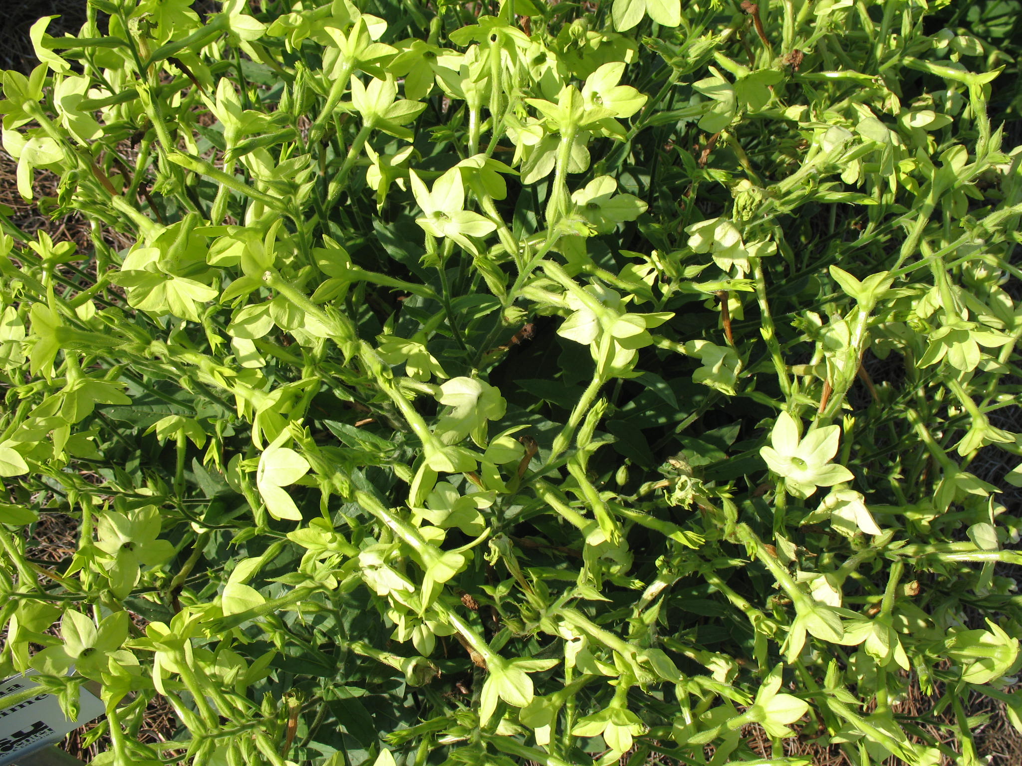 Nicotiana alata 'Nicki Lime'  / Nicotiana alata 'Nicki Lime' 