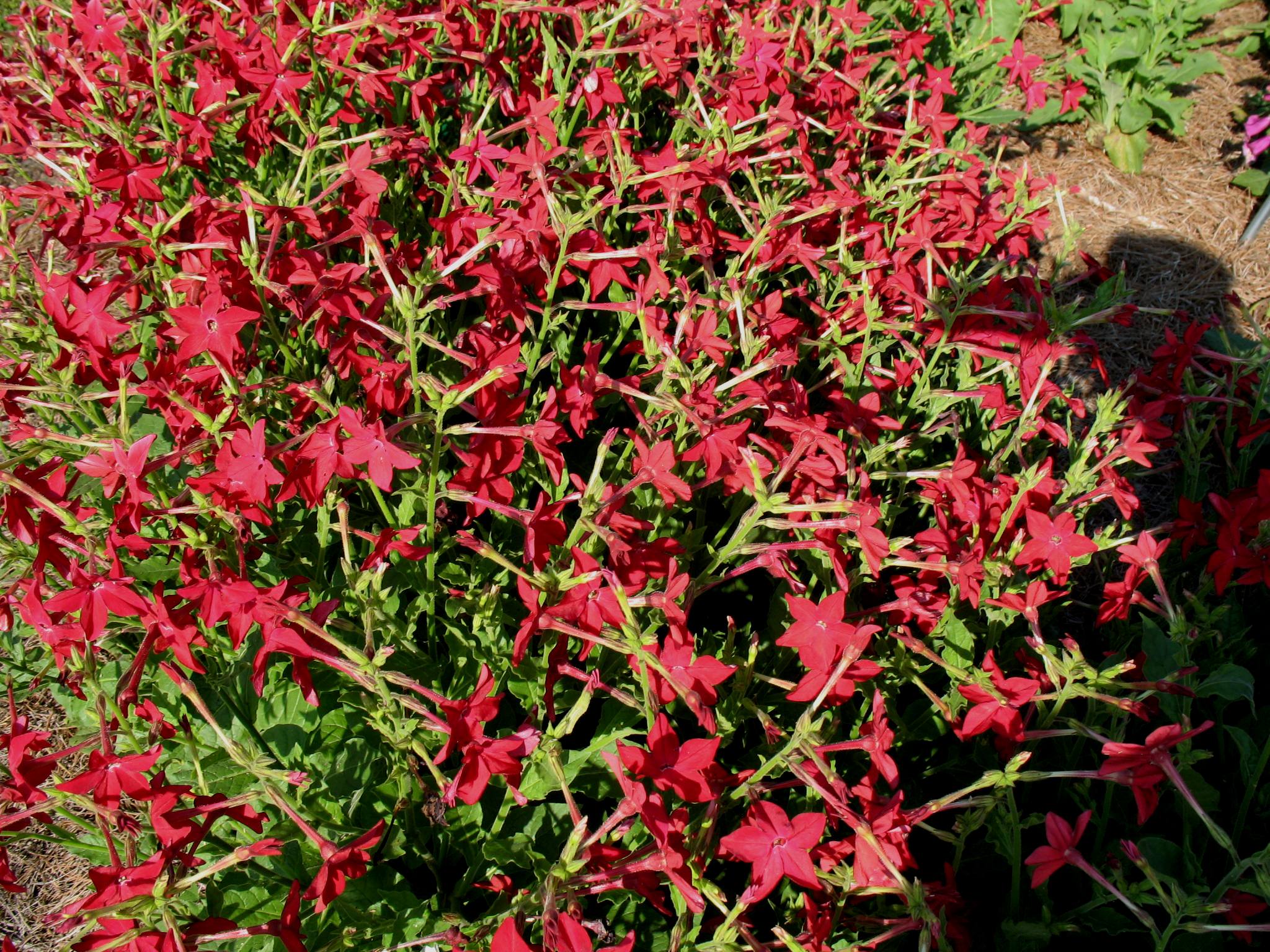 Nicotiana alata 'Nicki Red' / Nicki Red Flowering Tobacco