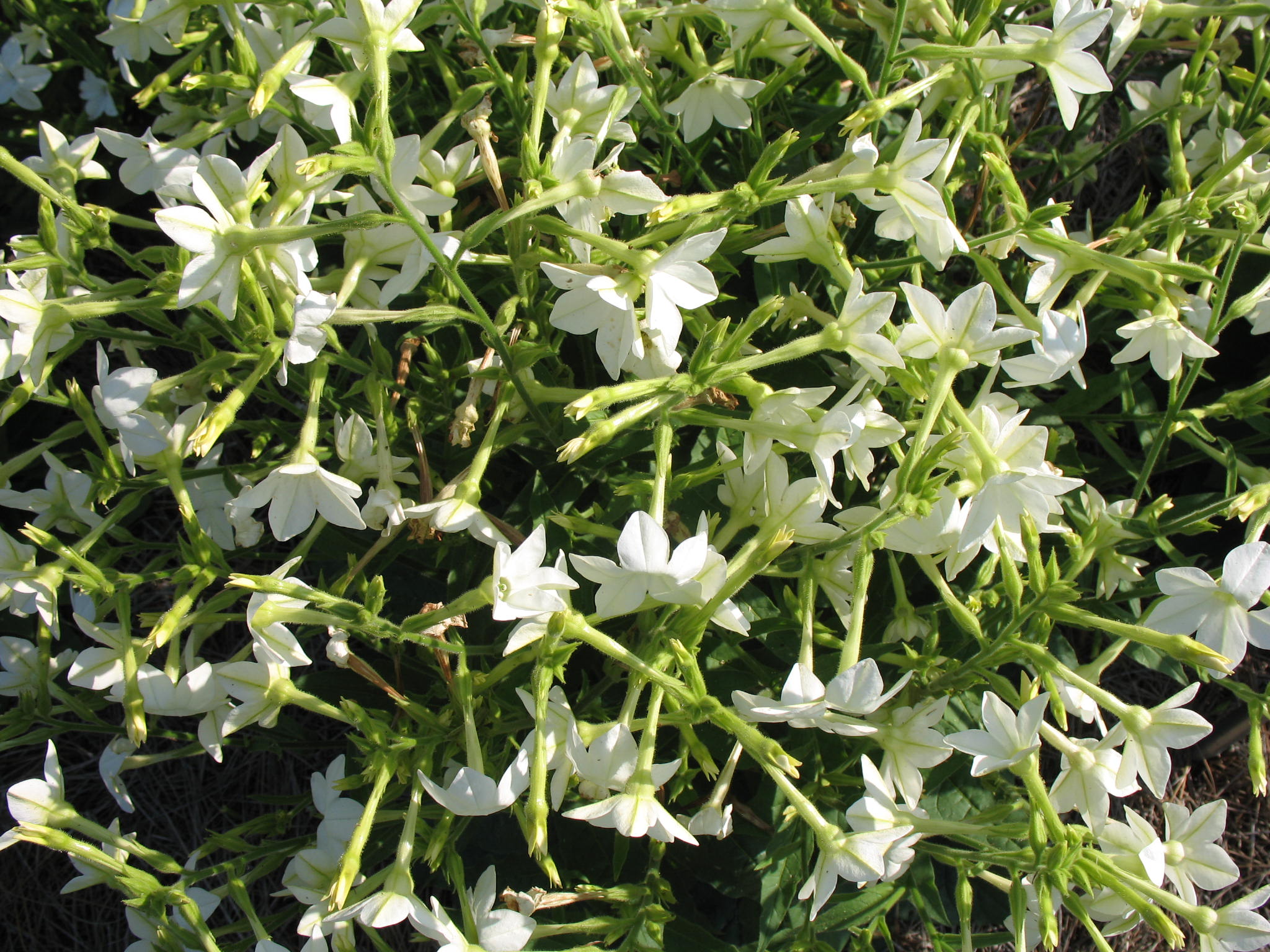 Nicotiana alata 'Nicki White'  / Nicotiana alata 'Nicki White' 