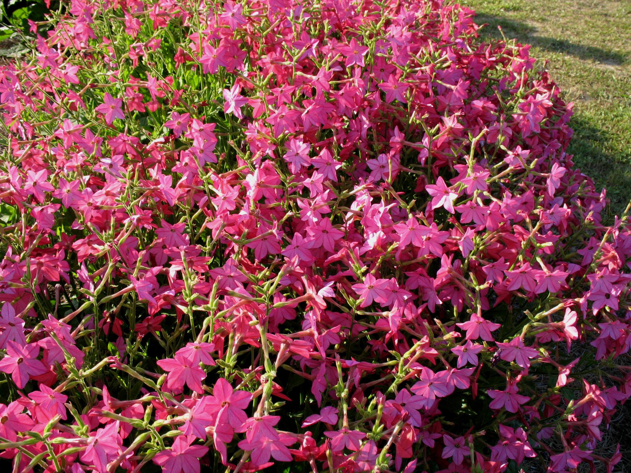 Nicotiana alata 'Nicki Rose'  / Nicotiana alata 'Nicki Rose' 