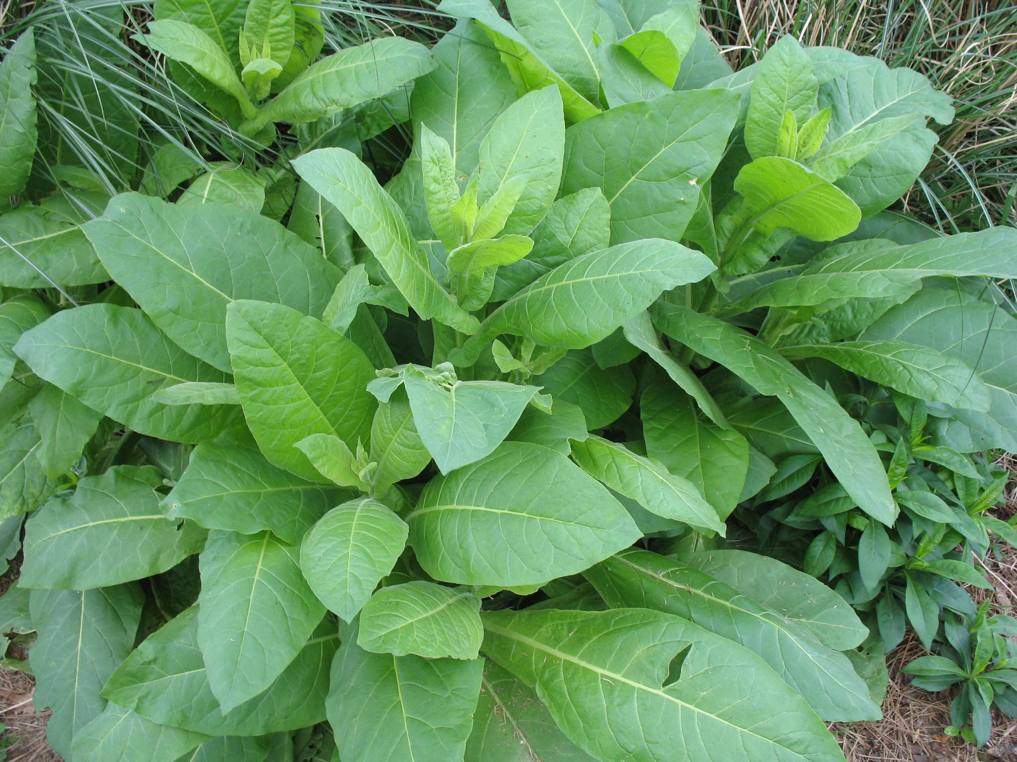 Nicotiana sylvestris / Nicotiana sylvestris