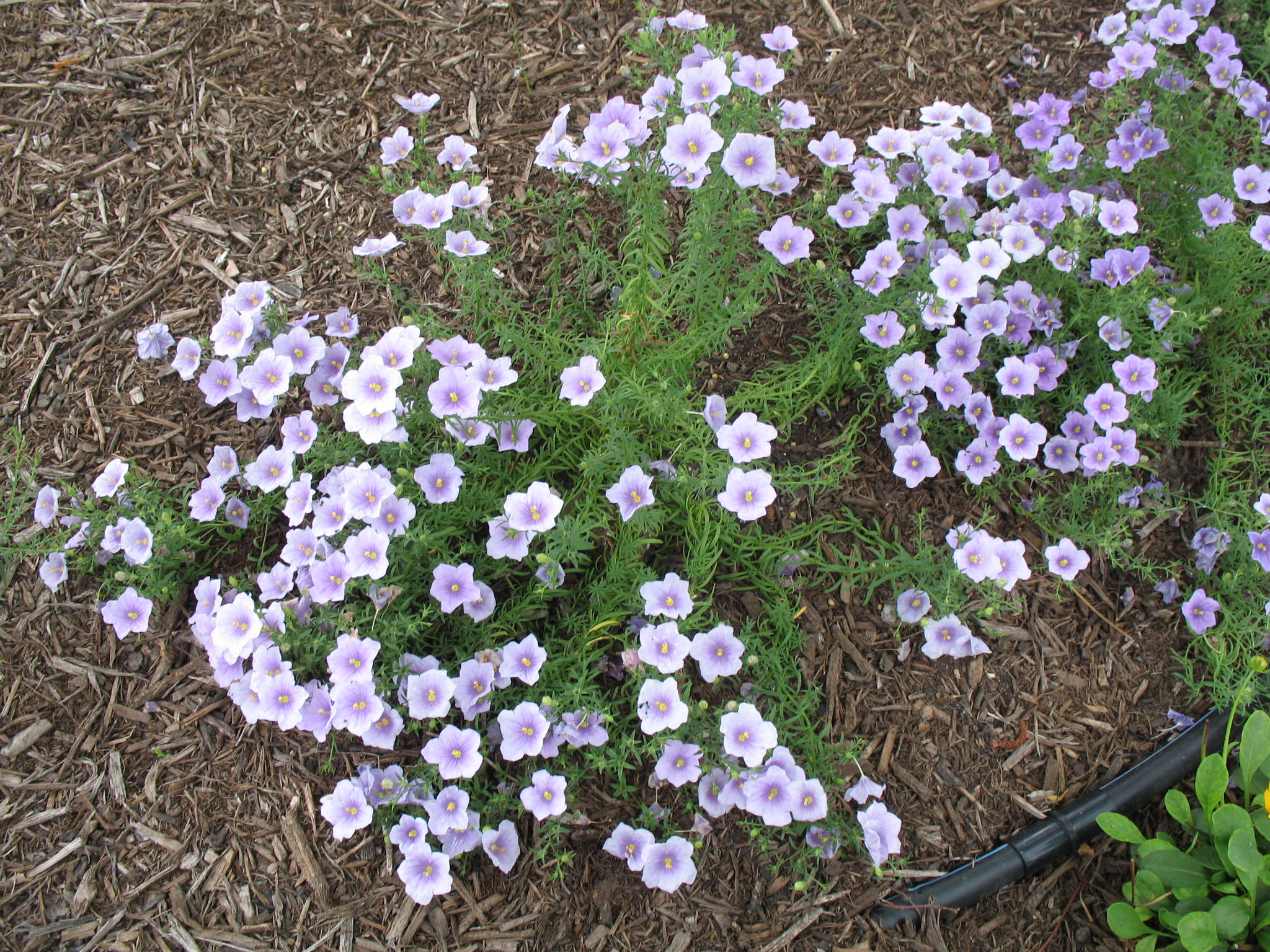 Nierembergia hippomanica 'Blue Mountain' / Blue Cup Flower