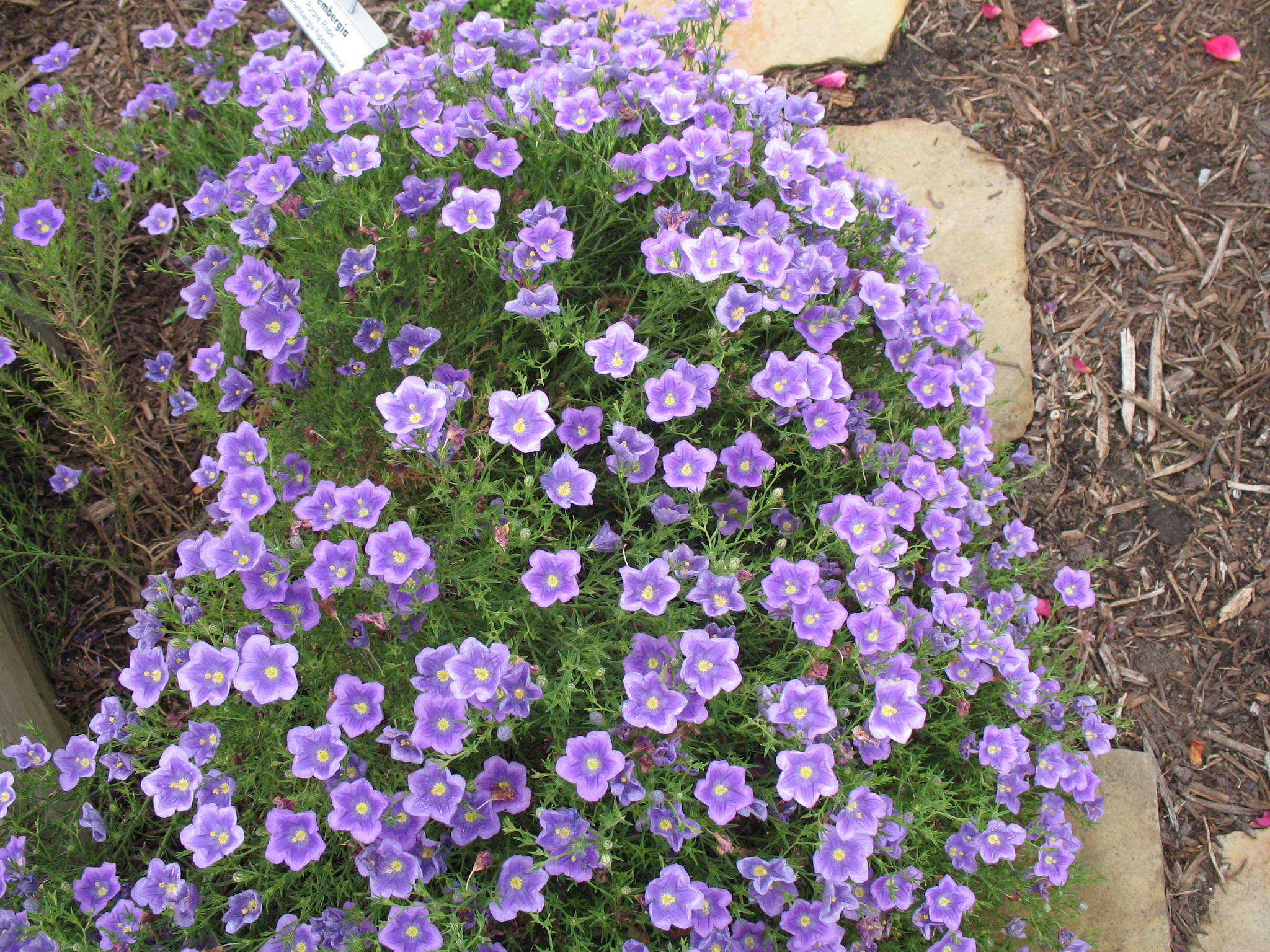 Nierembergia scoparia 'Purple Robe'  / Purple Robe Cup Flower
