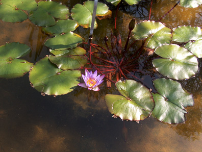 Nymphaea 'Margaret Mary' / Nymphaea 'Margaret Mary'