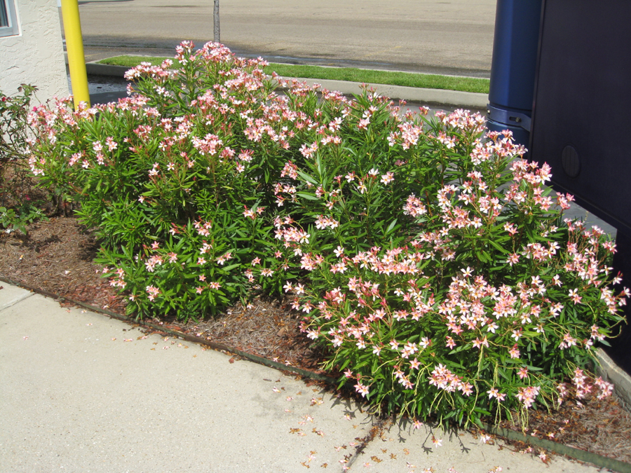 Nerium oleander ‘Petite Pink’  / Petite Pink Oleander