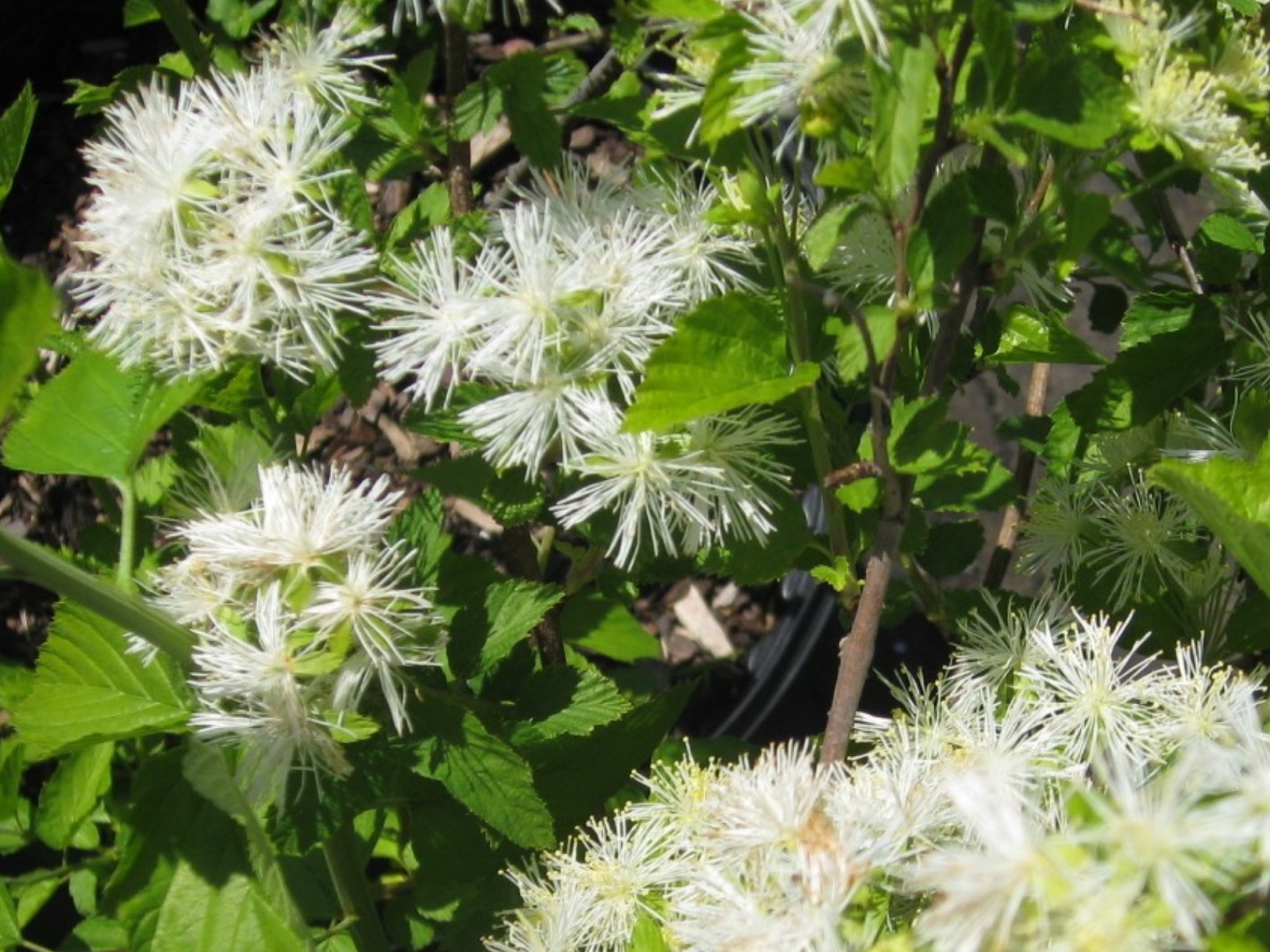 Neviusia alabamensis  / Snow Wreath