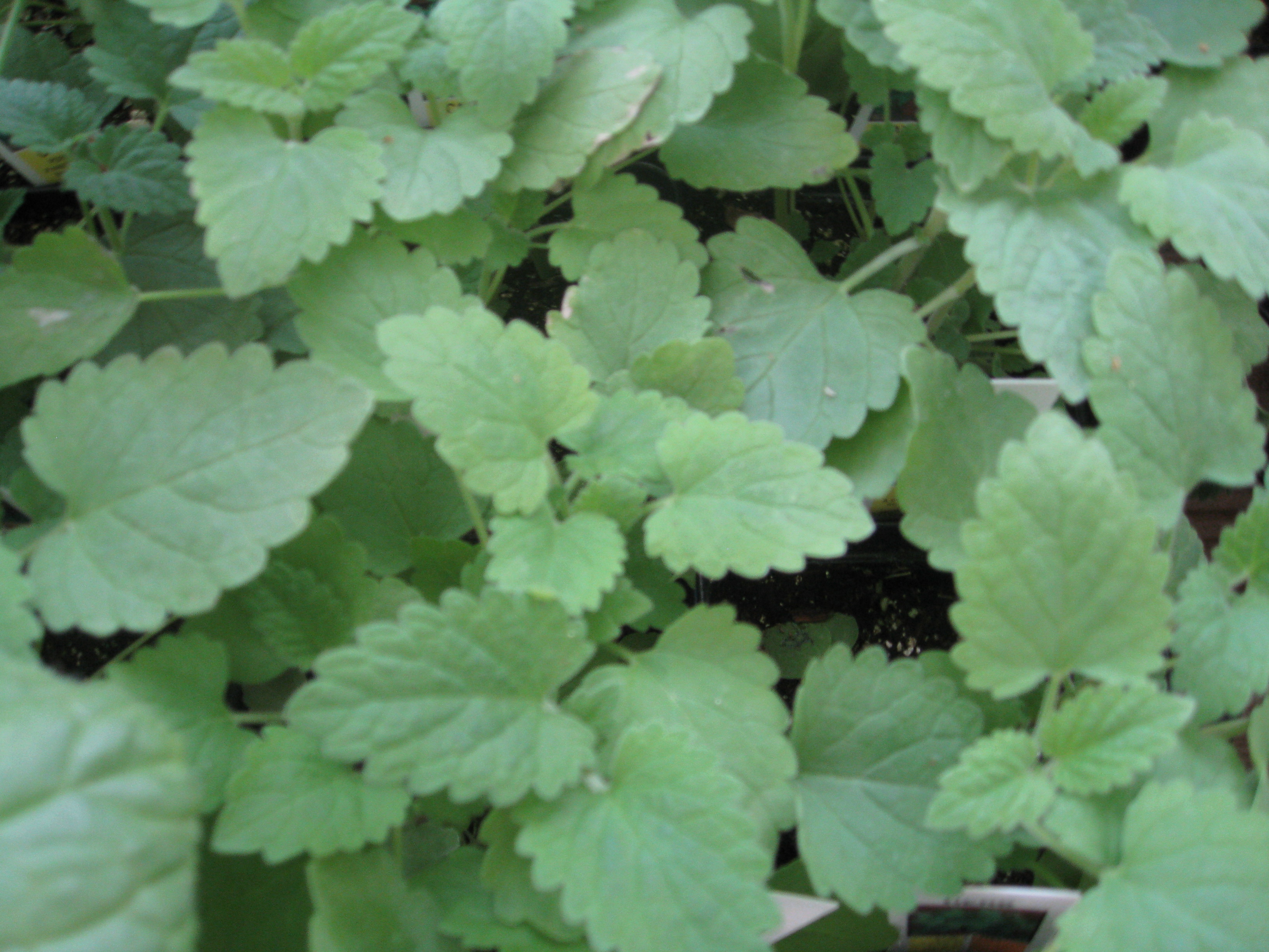 Nepeta cataria / Catnip