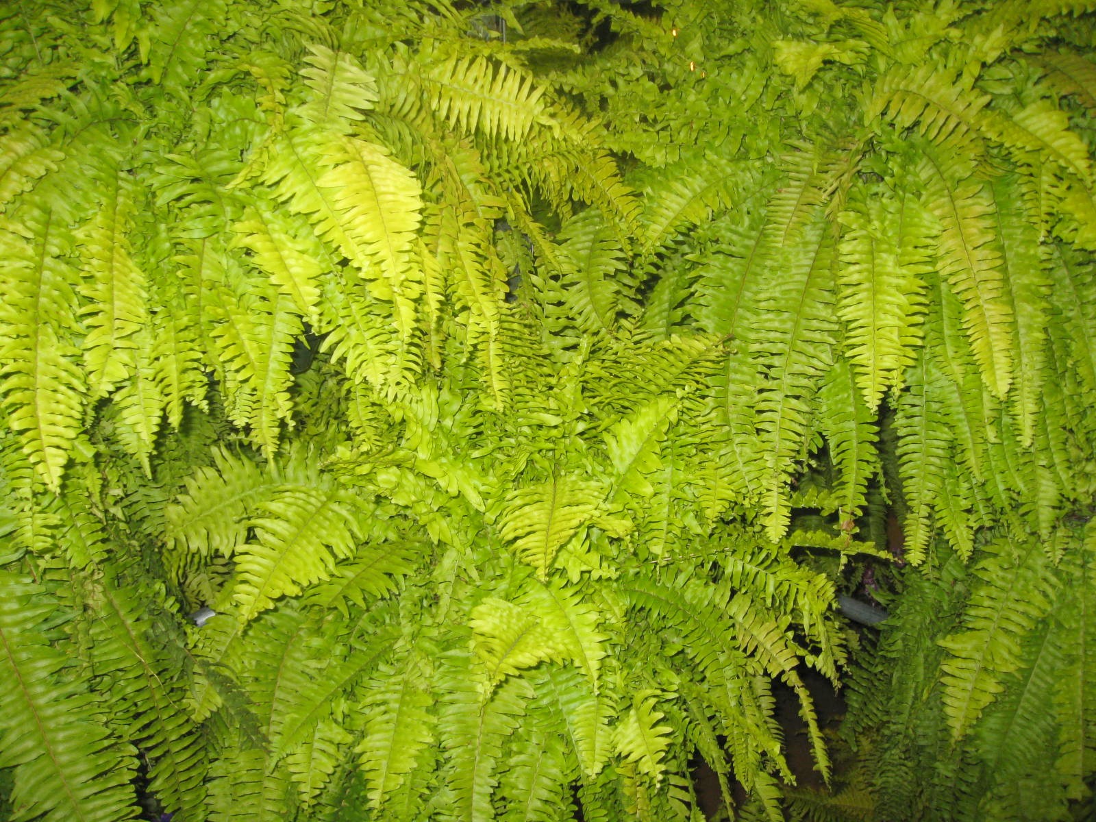 Nephrolepis exaltata  'Blonde'   / Blonde Boston Fern