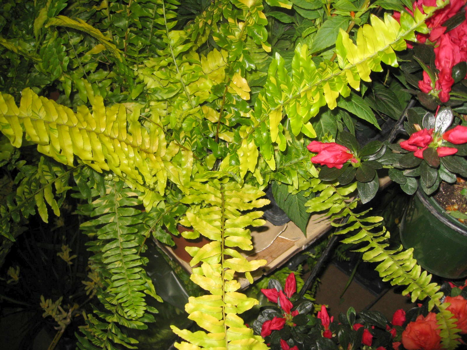 Nephrolepis exaltata 'Tiger Fern'   / Boston Fern 'Tiger Fern'