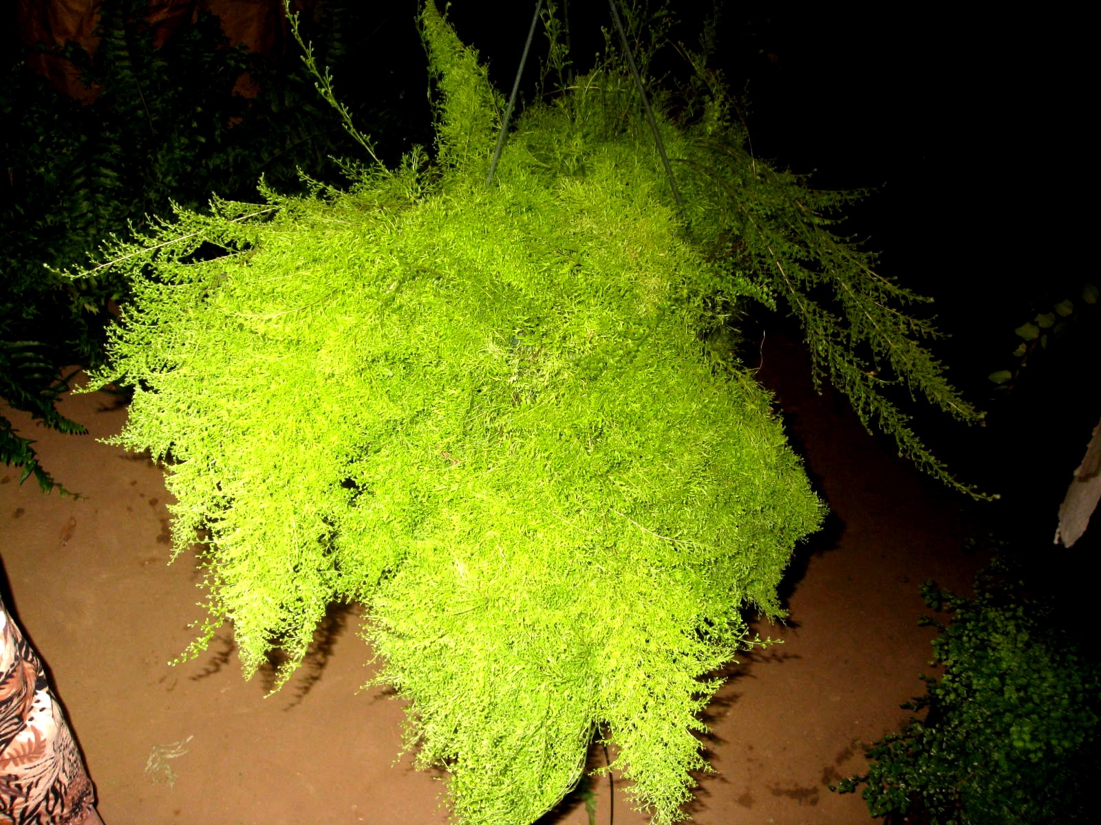 Nephrolepis exaltata 'Smithii'. / Cotton Candy Fern