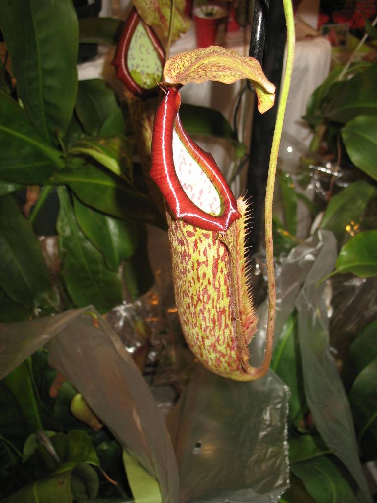 Nepenthes 'Miranda'   / Hanging Pitcher Plant