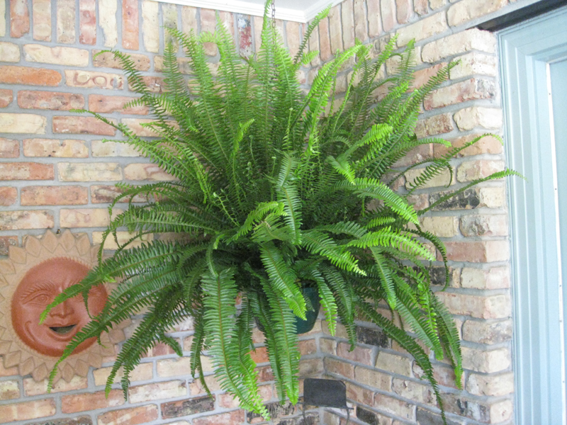 Nephrolepis obliterata 'Kimberly Queen' / Kimberly Queen (Sun) Fern