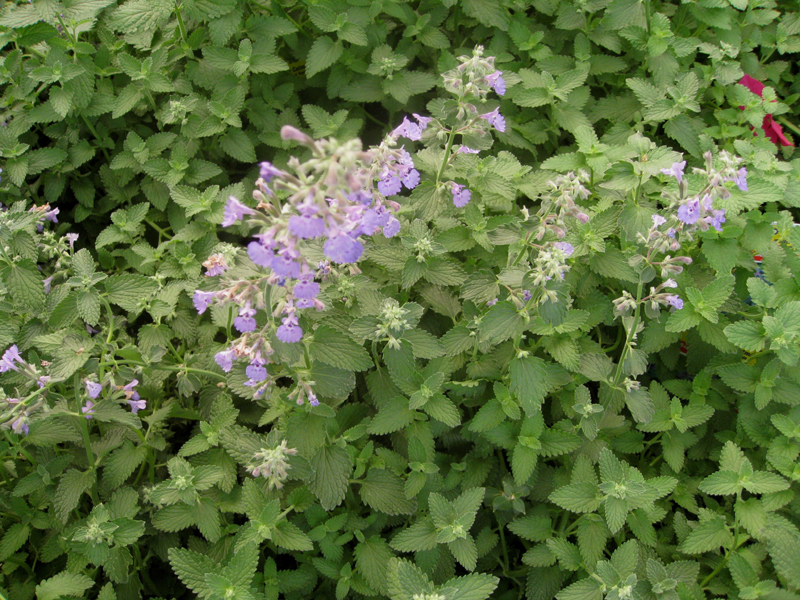 Nepta faassnenii 'Walker's Low' / Walker's Low Catmint