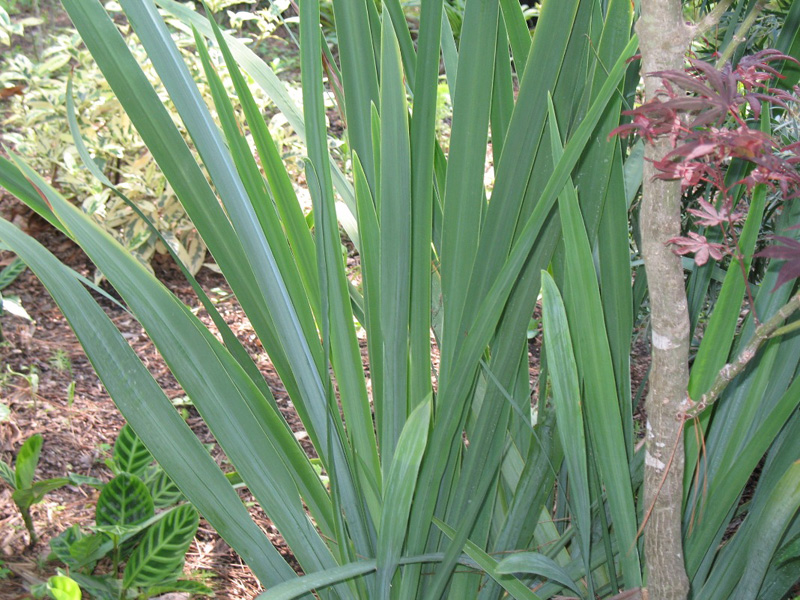 Neomarica caerulea   / Apostle Plant