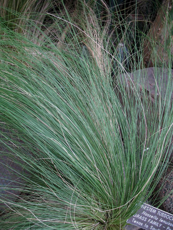 Nassella tenuissima   / Finestem Tussockgrass