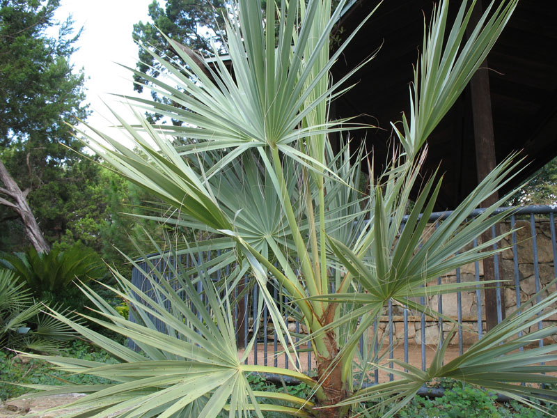 Nannorrhops ritchiana    / Mazari Palm