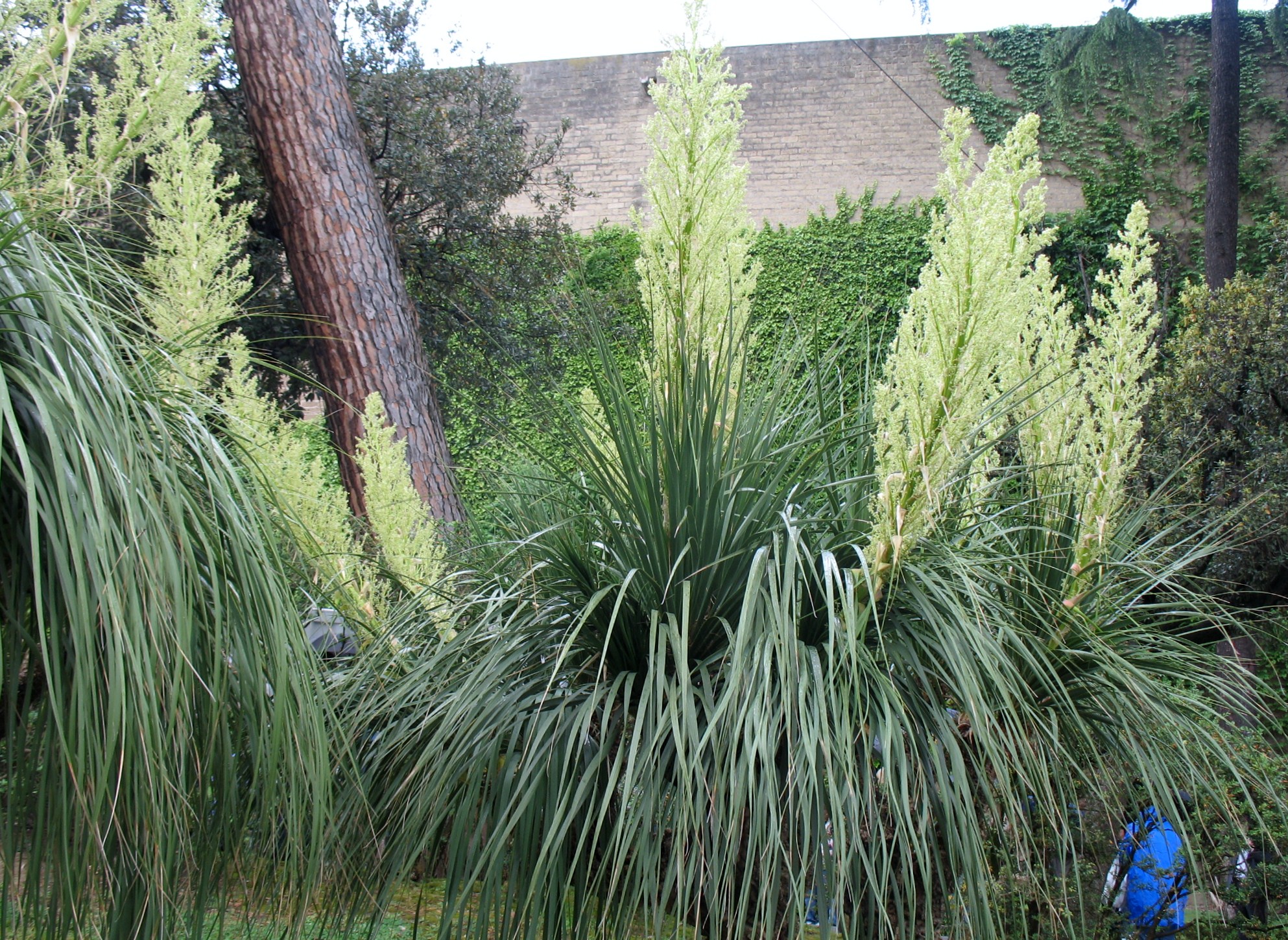 Nolina longifolia / Oaxacan Tree Nolina, Mexican Grass Tree